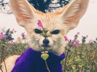 Erotischer Video -Chat Anecka31