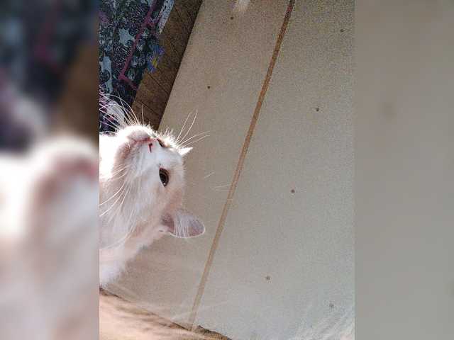 Sendung Screenshots subprincess