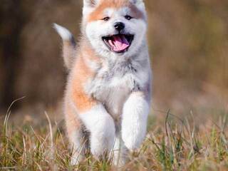 Erotischer Video -Chat Val309a